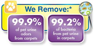 healthy pet urine removal treatment