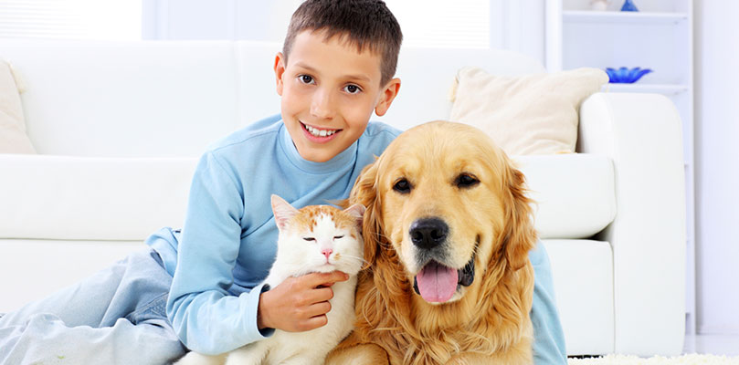 family safe pet urine removal treatment